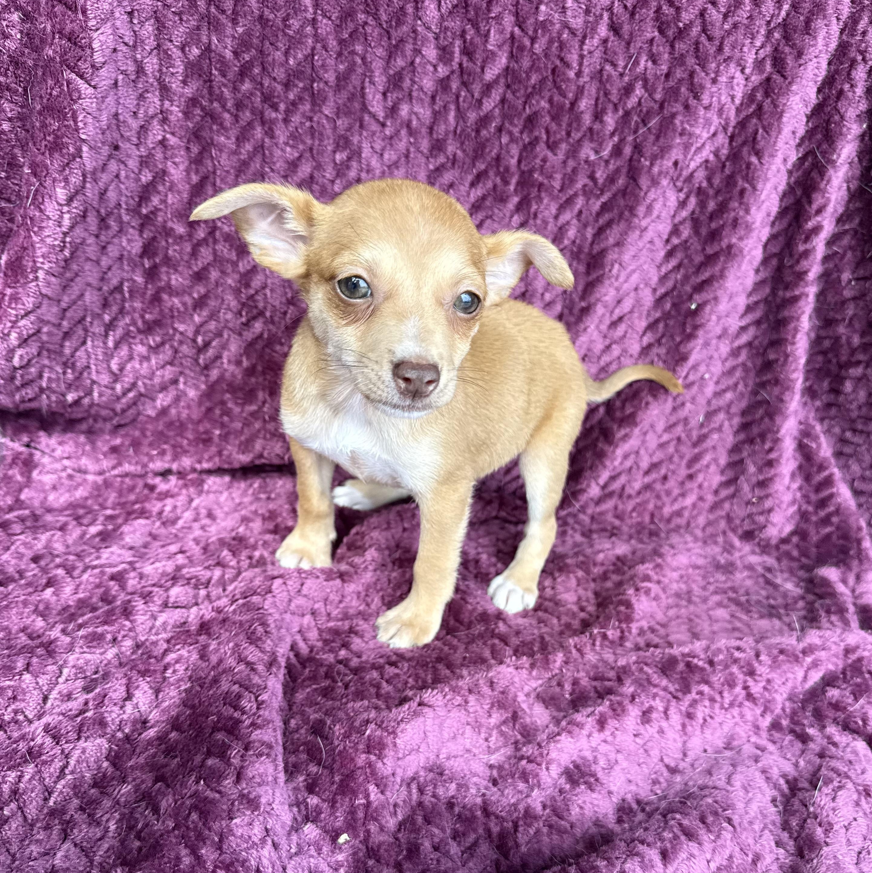 Salsa , an adopted mixed breed in Baton Rouge, LA image 2/3