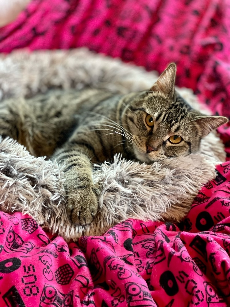 Enlarge Hudson, a Adoptable Tabby in Houston, TX image 1/12