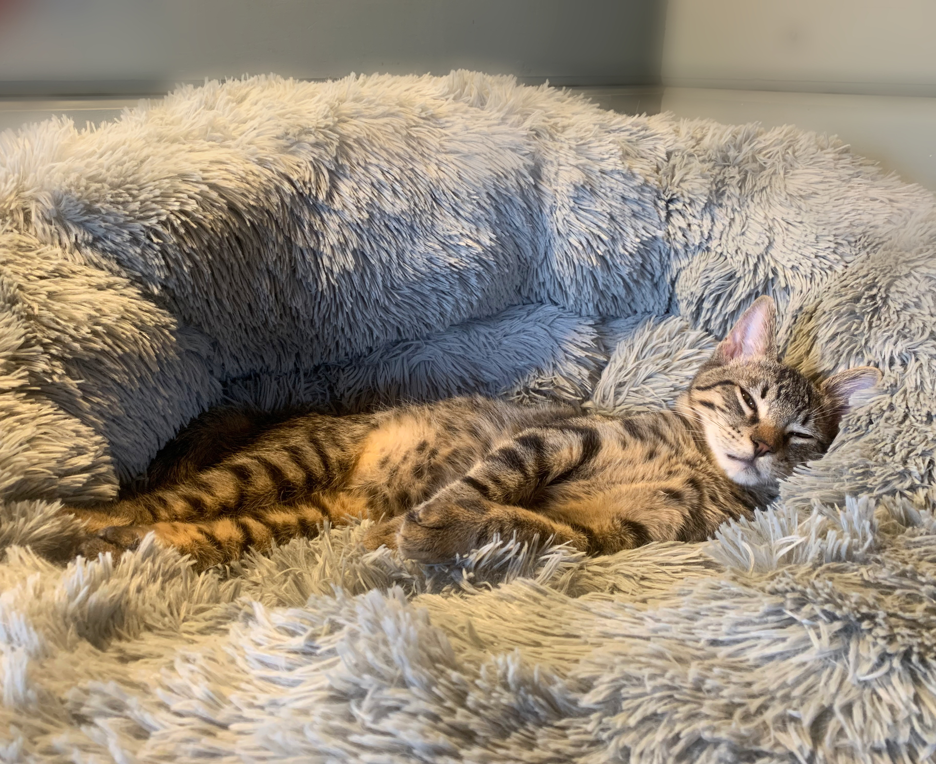 Enlarge Hudson, a Adoptable Tabby in Houston, TX image 3/12