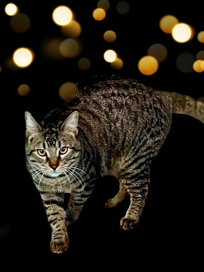 Enlarge Hudson, a Adoptable Tabby in Houston, TX image 4/12