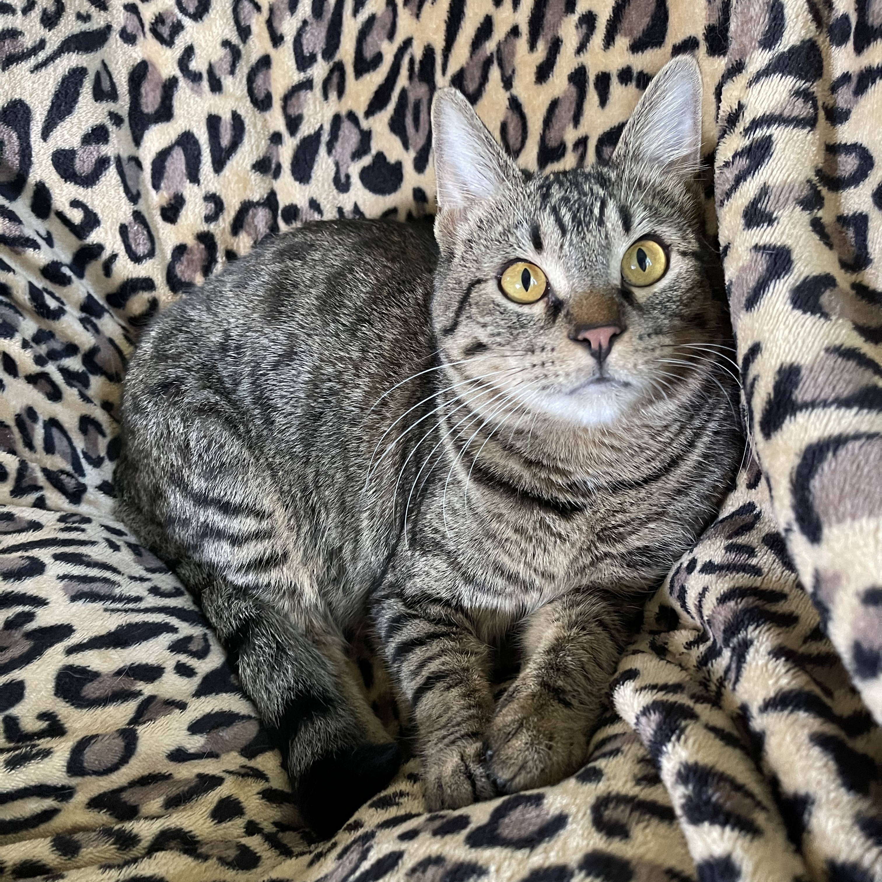 Hudson, Adoptable, Adult Male Tabby.