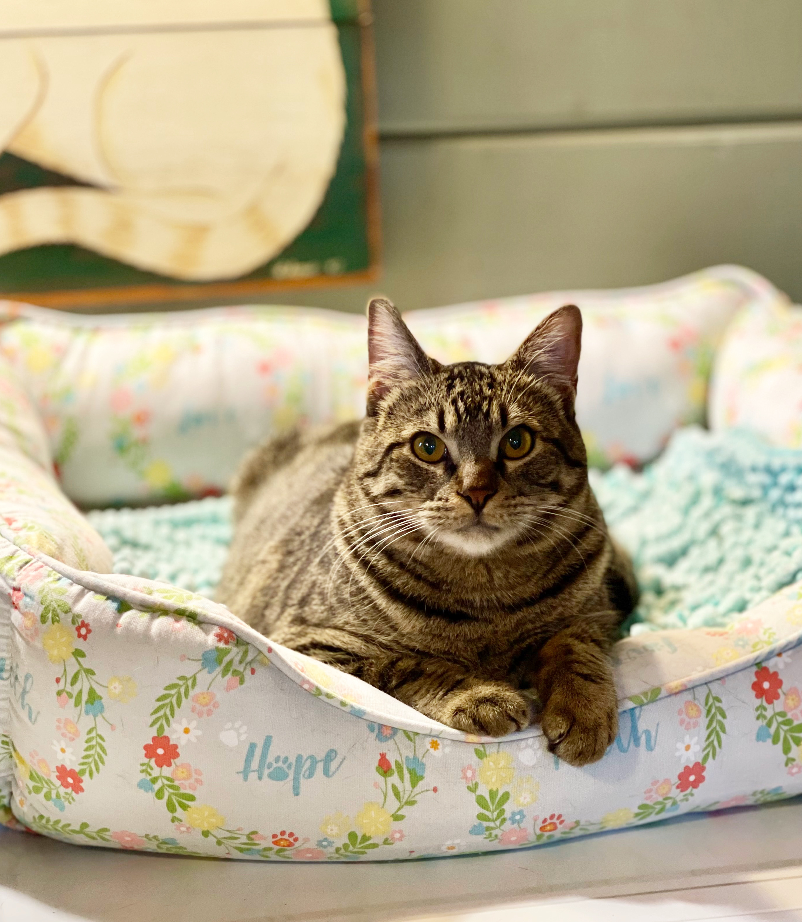 Enlarge Hudson, a Adoptable Tabby in Houston, TX image 6/12