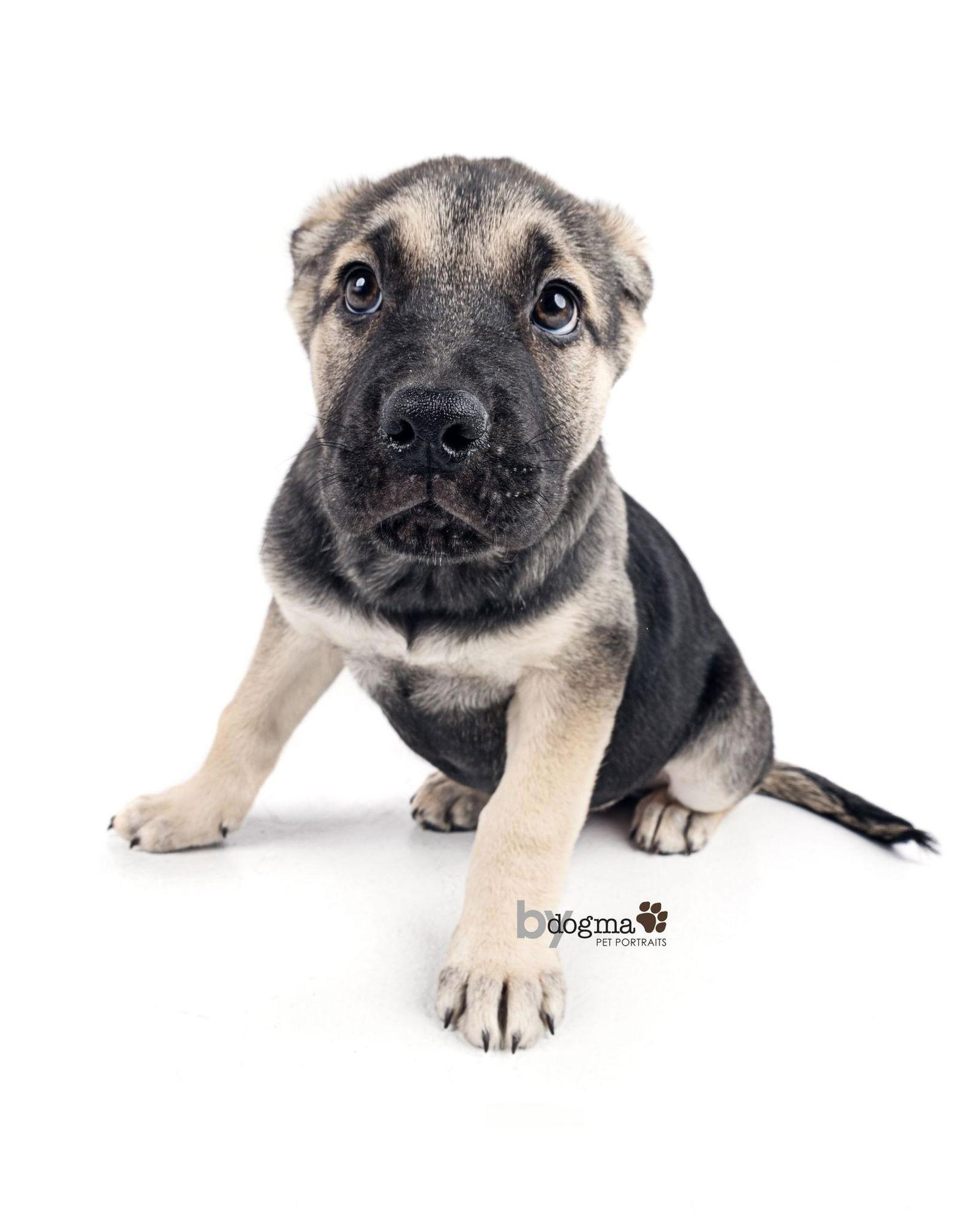 Palmer, Adoptable, Adult Male Boxer & German Shepherd Dog.