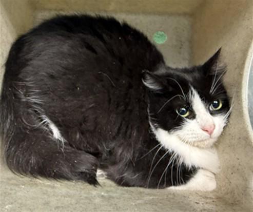 FANCY, Adoptable, Young Female Domestic Short Hair.