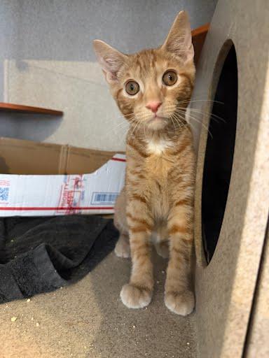 Reggie, Adoptable, Young Male Domestic Short Hair & Domestic Short Hair.