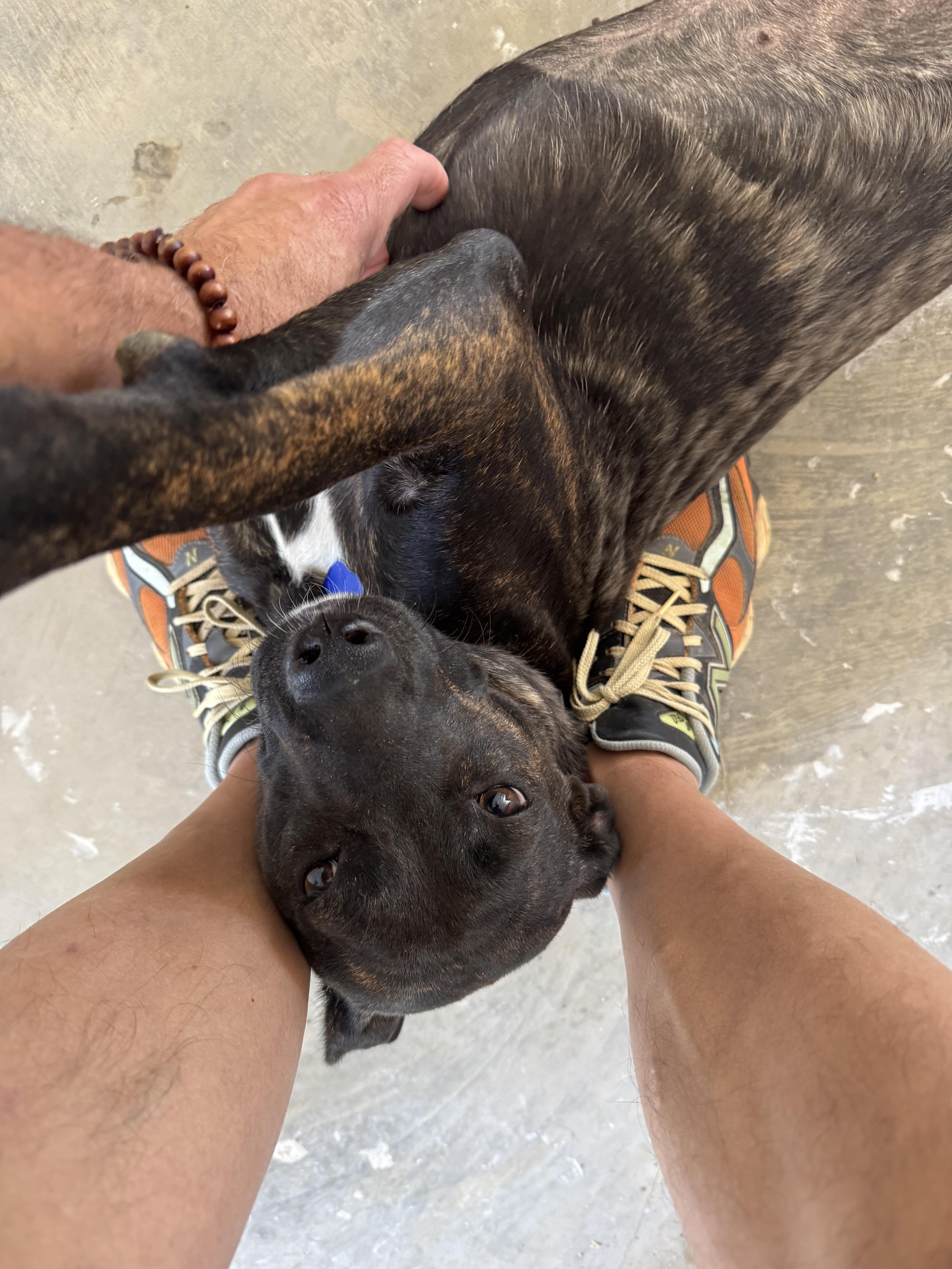 Bell, a Adoptable Mixed Breed in Comanche, TX image 2/2