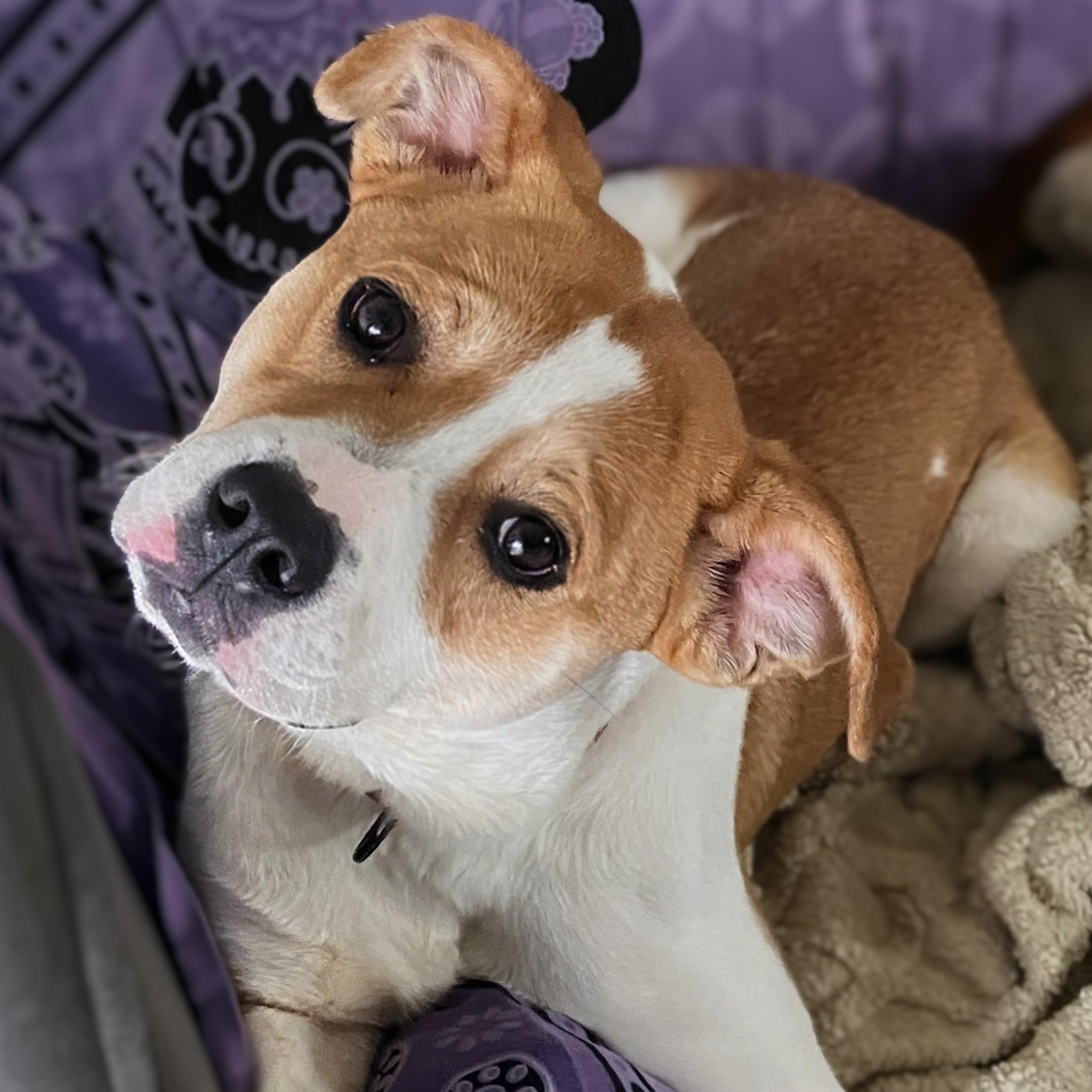 Enlarge Aloka, an adopted mixed breed in Potomac, MD image 3/4
