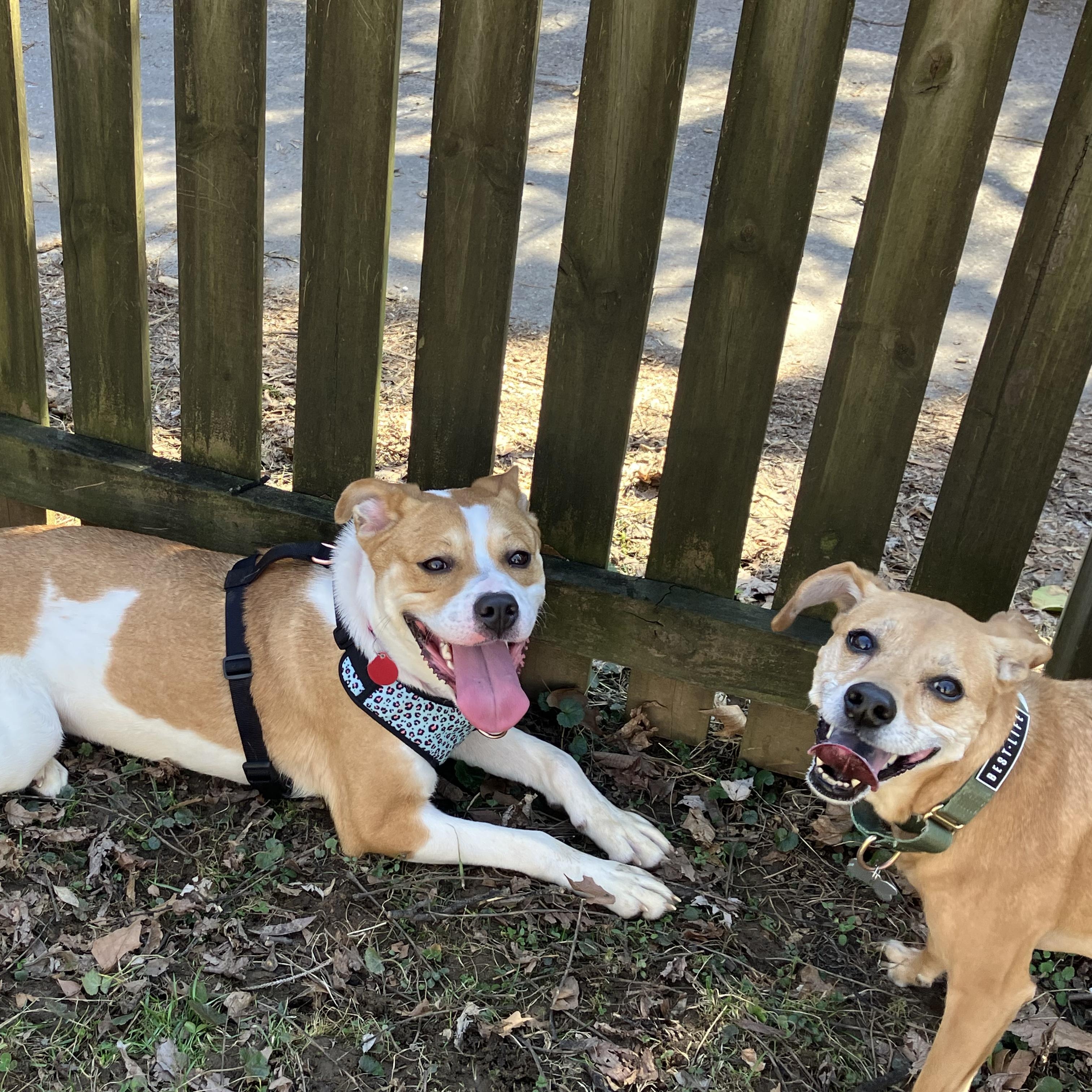 Enlarge Aloka, an adopted mixed breed in Potomac, MD image 4/4