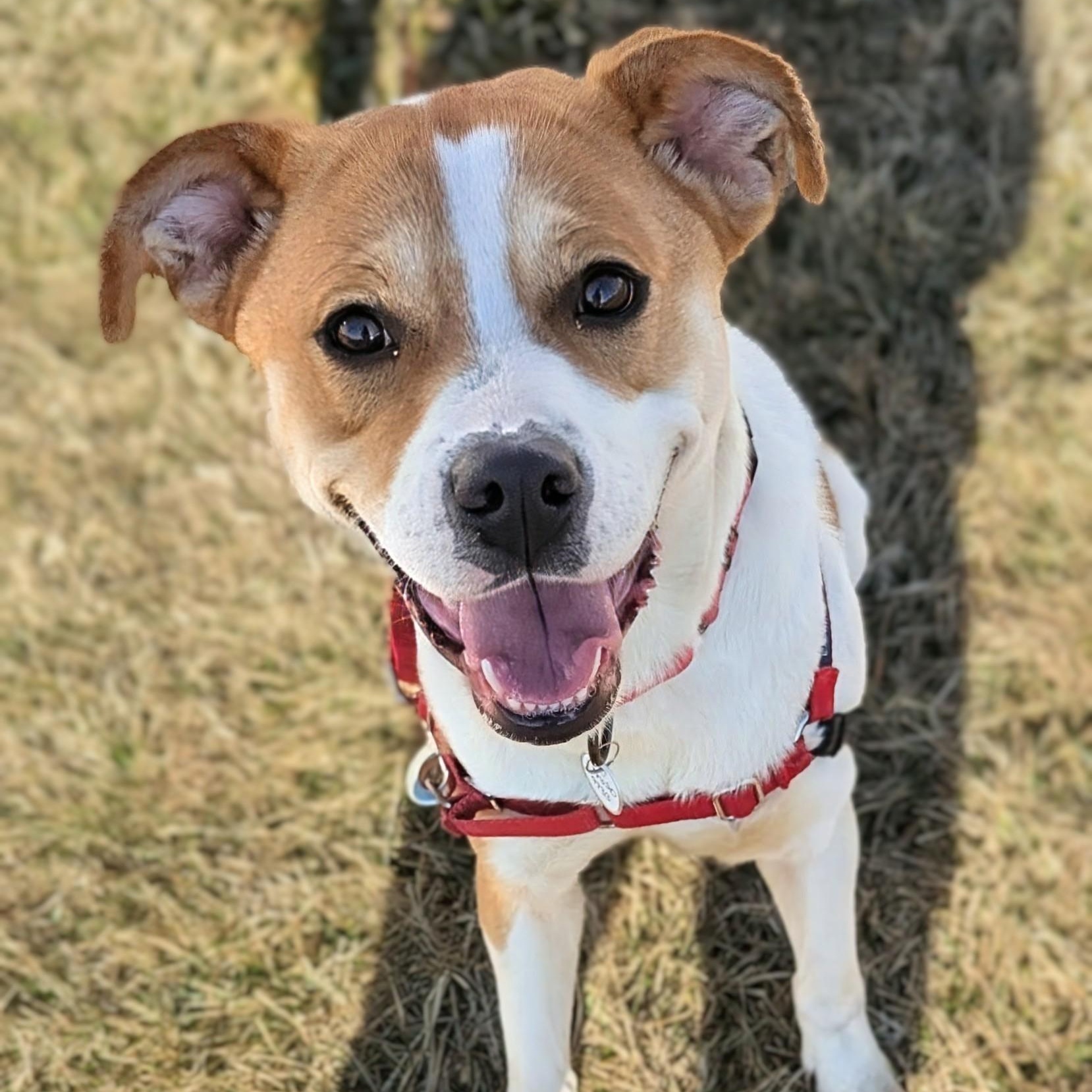 Aloka, adopted, Young Female Hound.