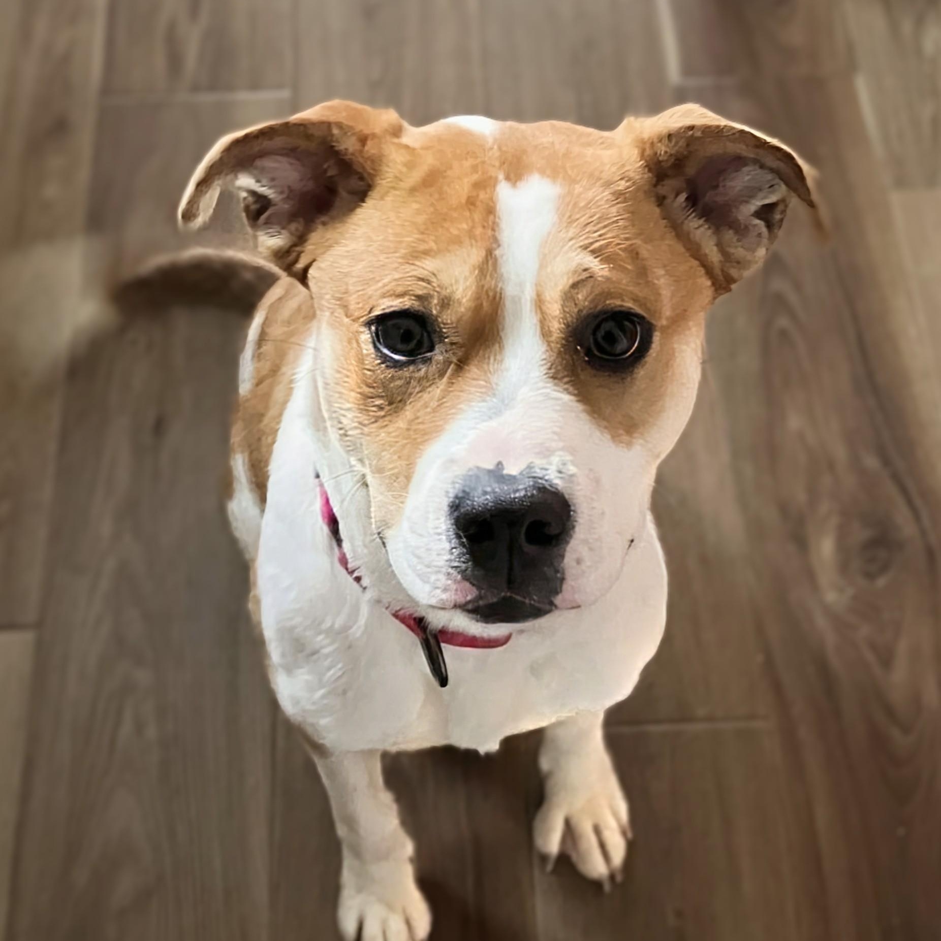 Enlarge Aloka, an adopted mixed breed in Potomac, MD image 2/4