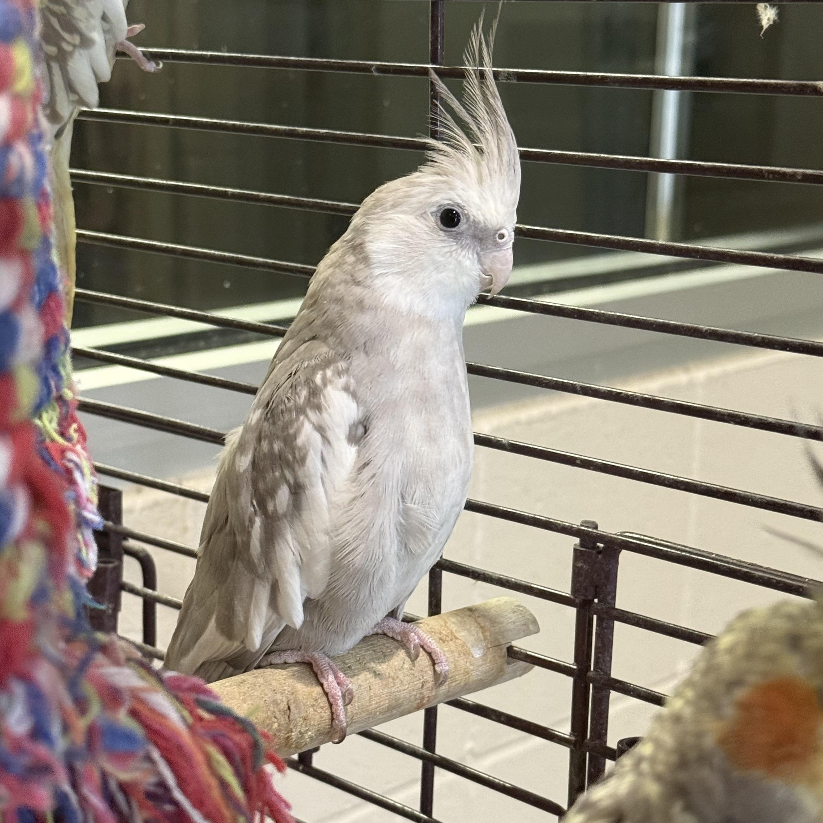 Sugar, adopted, Adult Unknown Other.