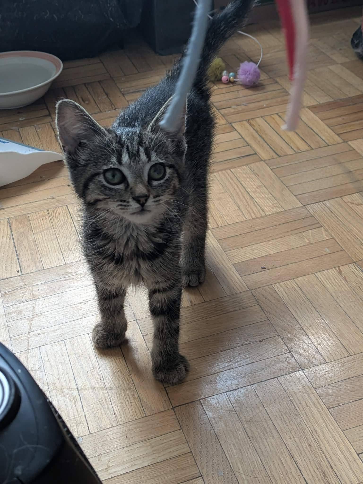 Enlarge Victoria, an adopted Domestic Short Hair in Montreal, QC image 1/1