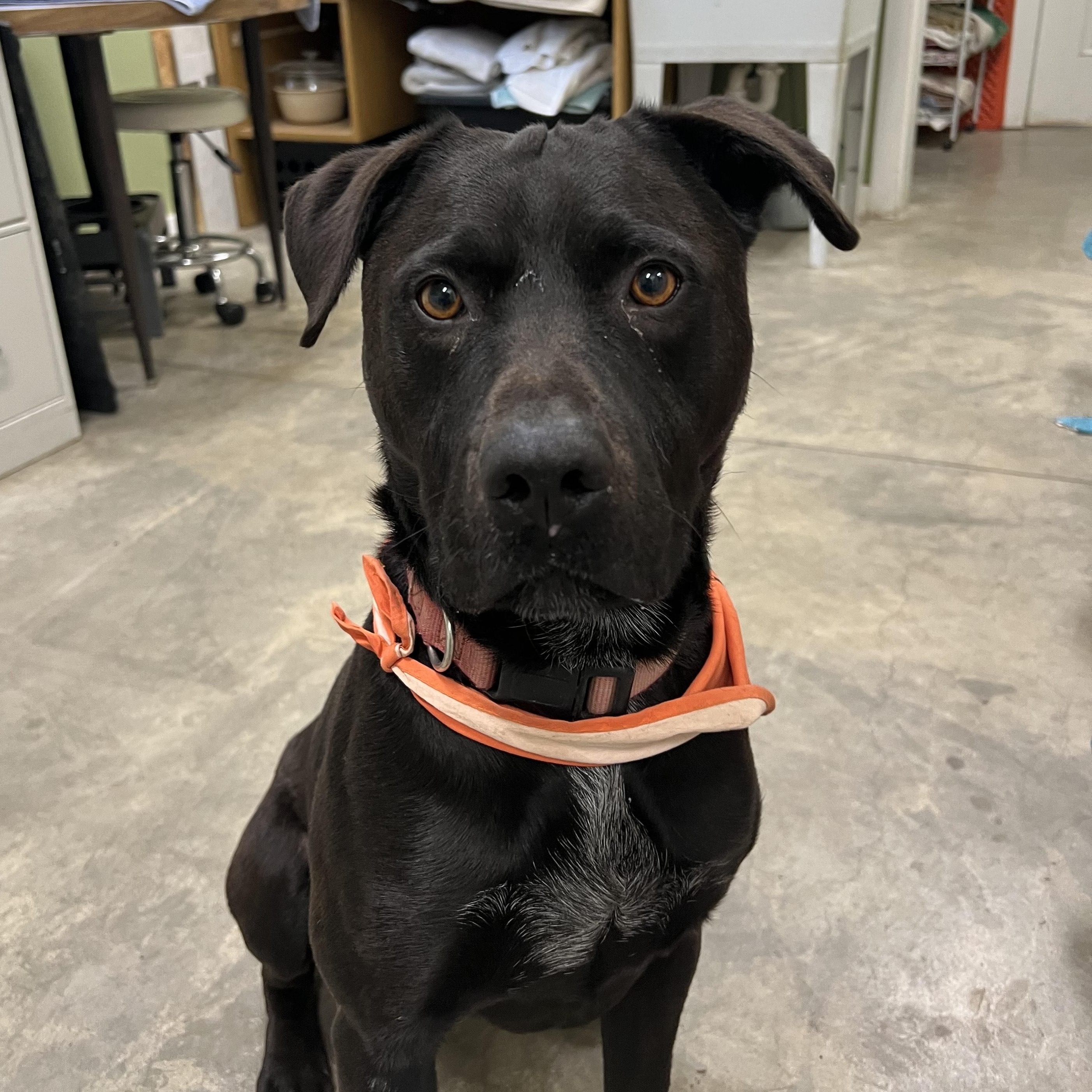 Enlarge Buddy, a Adoptable Labrador Retriever in Bonners Ferry, ID image 1/4