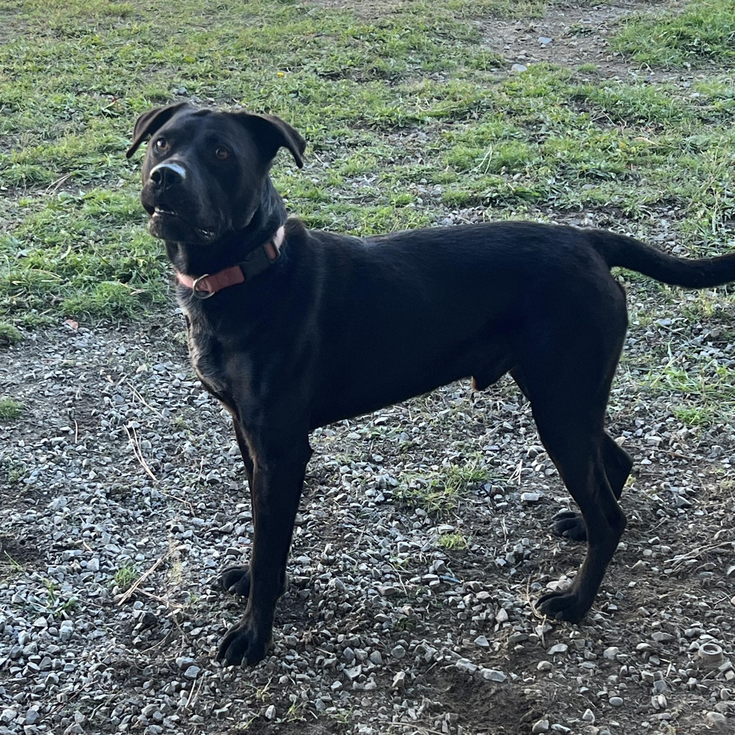 Enlarge Buddy, a Adoptable Labrador Retriever in Bonners Ferry, ID image 4/4