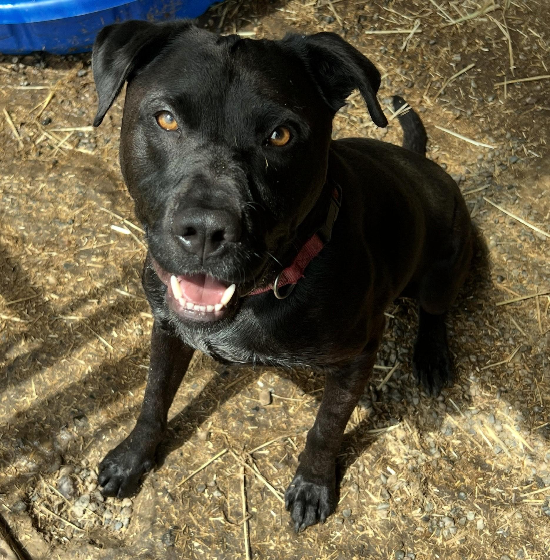 Buddy, Adoptable, Adult Male Labrador Retriever & Pit Bull Terrier.