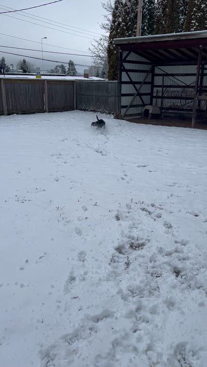 Enlarge Buddy, a Adoptable Labrador Retriever in Bonners Ferry, ID video 3/4