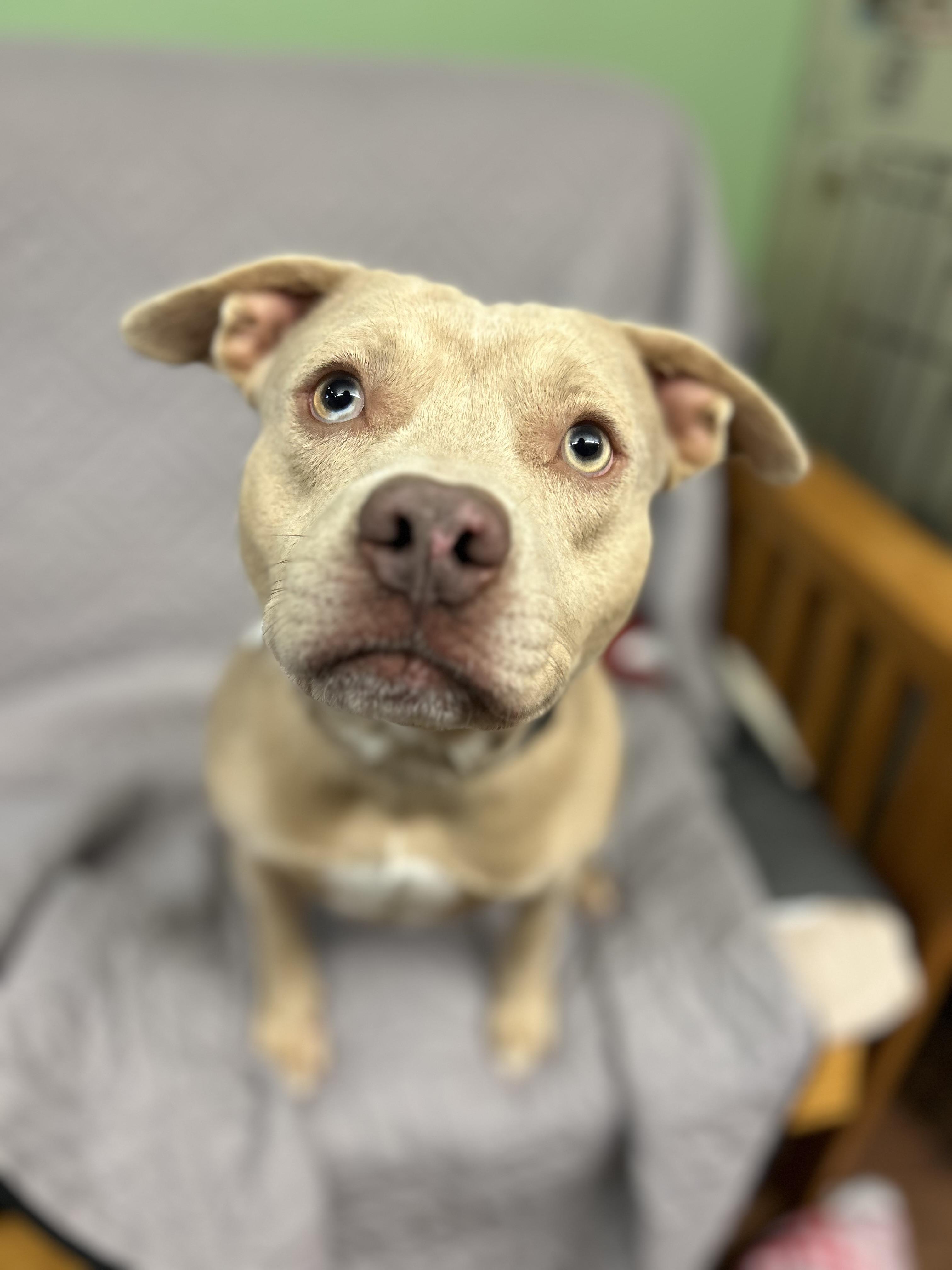 Enlarge Cinnamon , a ADOPTABLE Pit Bull Terrier in Howes Cave, NY image 2/3