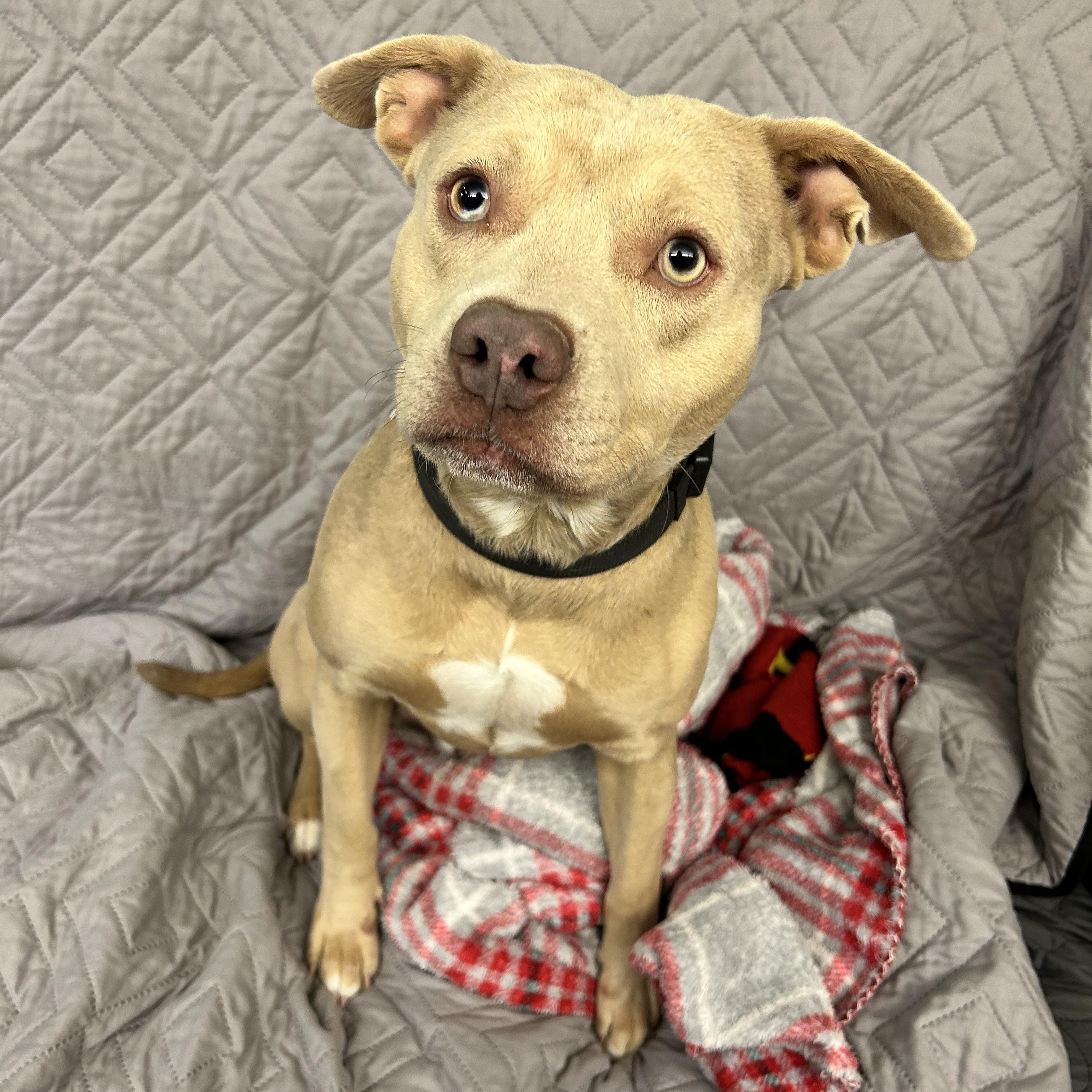 Enlarge Cinnamon , a ADOPTABLE Pit Bull Terrier in Howes Cave, NY image 3/3