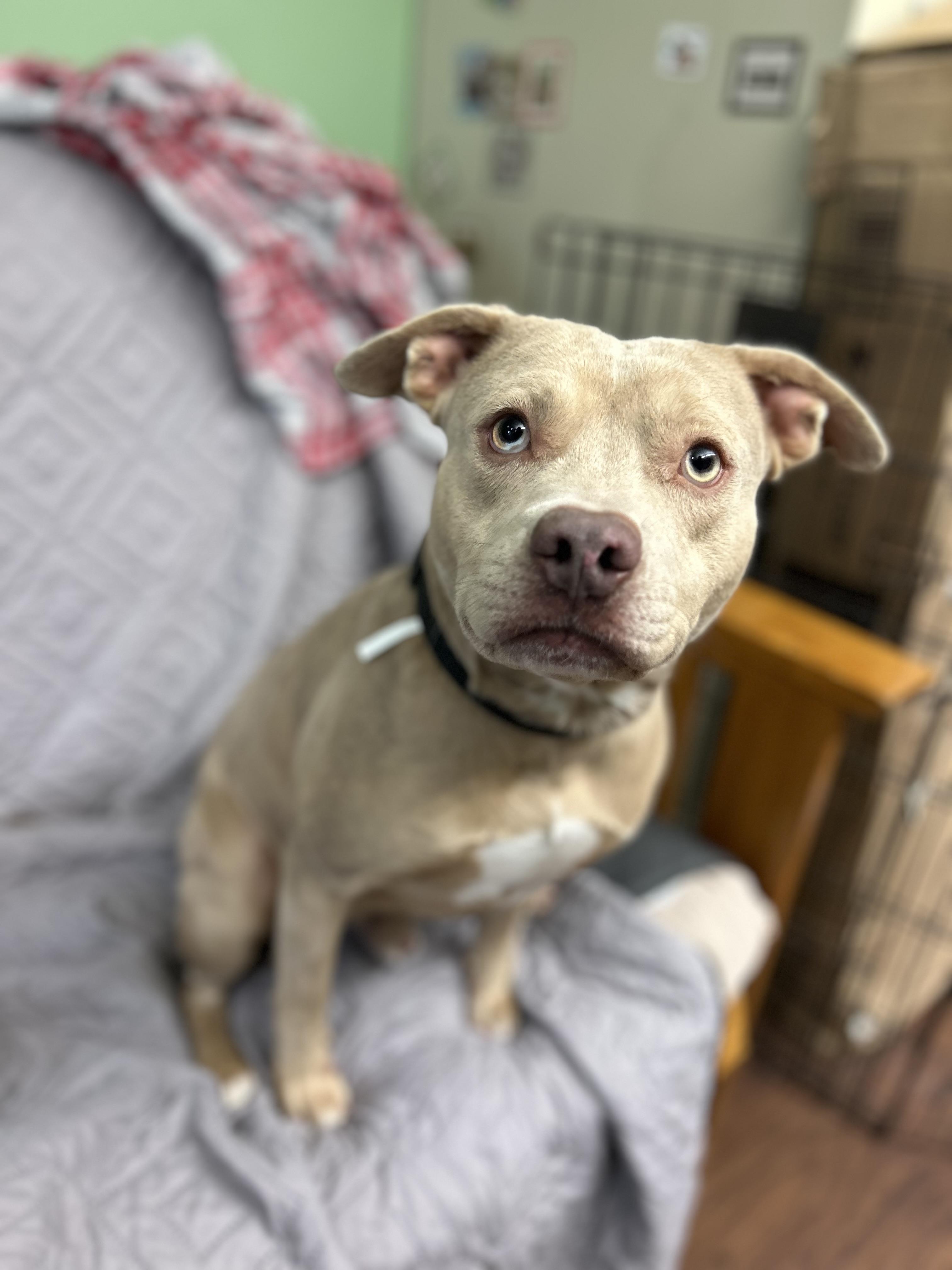 Enlarge Cinnamon , a ADOPTABLE Pit Bull Terrier in Howes Cave, NY image 1/3