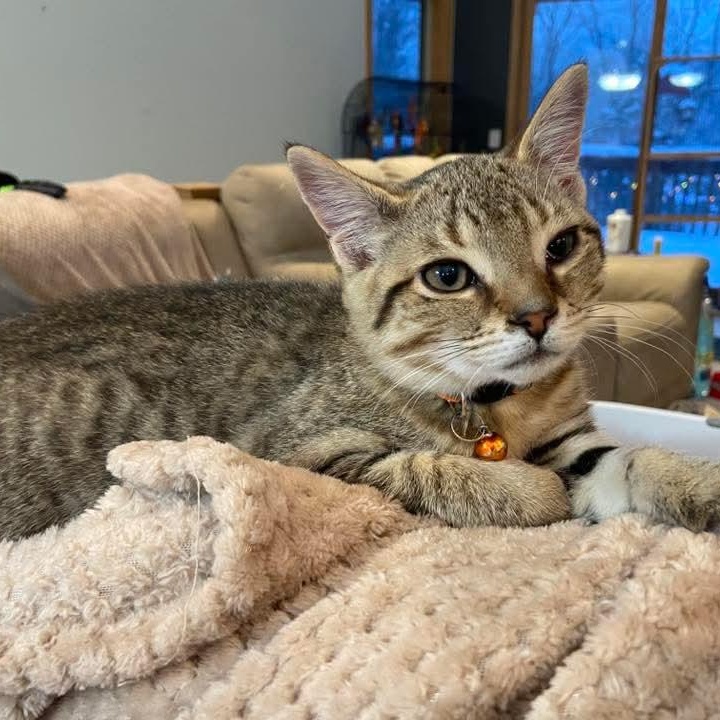 Hobbes, adopted, Kitten Male Tabby.
