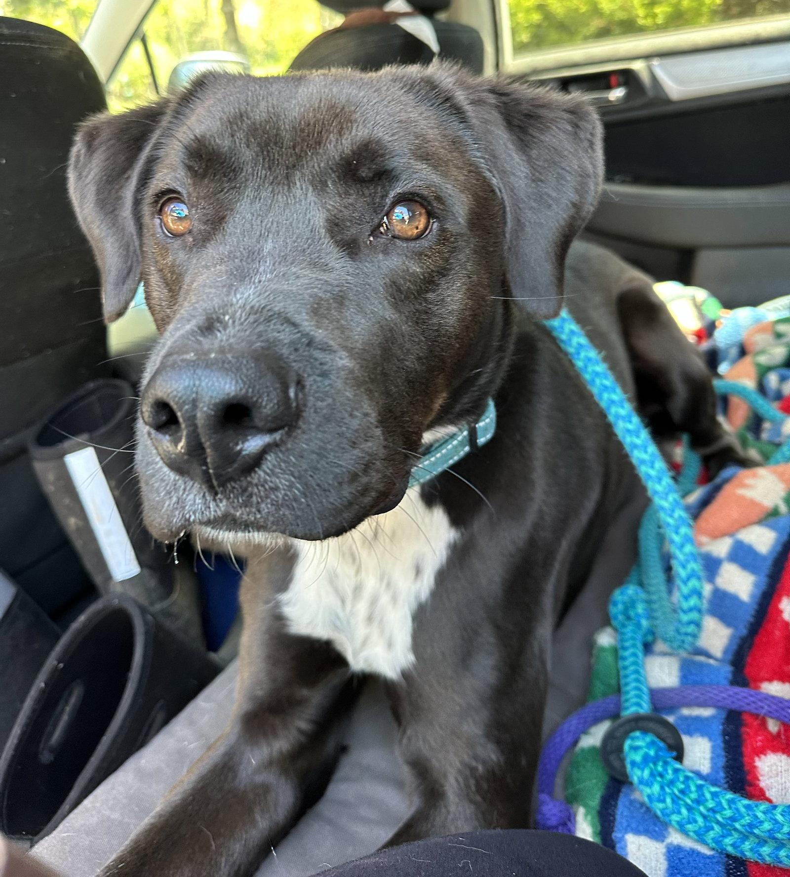 Rocky, Adoptable, Adult Male Brittany Spaniel & Boxer.