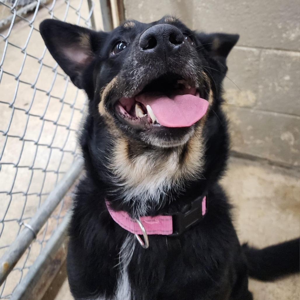 Ruby, ADOPTABLE, Adult • Female, Australian Cattle Dog / Blue Heeler & Australian Kelpie.