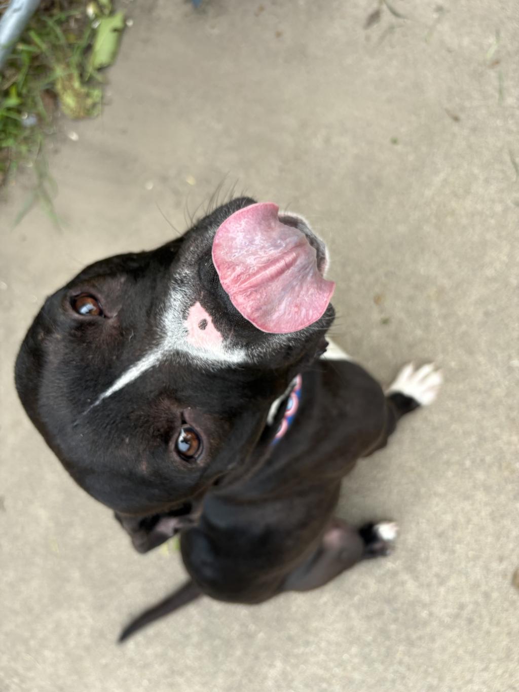 Buffalo, Adoptable, Adult Male Pit Bull Terrier.