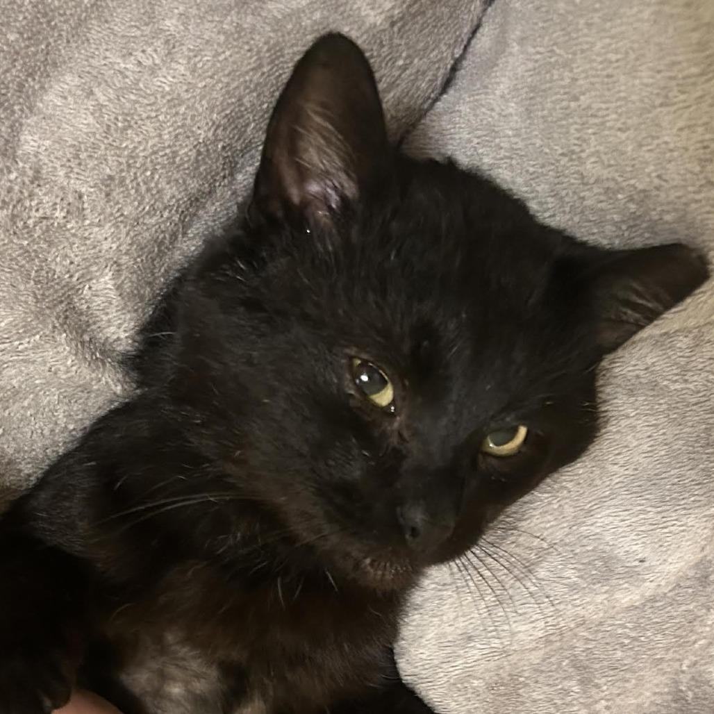 Licorice (Courtesy Listing), a ADOPTABLE Domestic Short Hair in Cleveland Heights, OH image 2/4