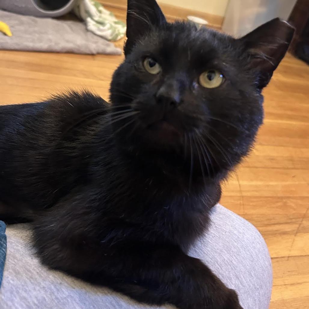 Licorice (Courtesy Listing), a ADOPTABLE Domestic Short Hair in Cleveland Heights, OH image 3/4