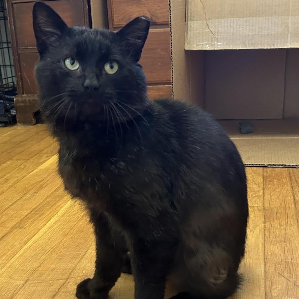 Licorice (Courtesy Listing), a ADOPTABLE Domestic Short Hair in Cleveland Heights, OH image 1/4