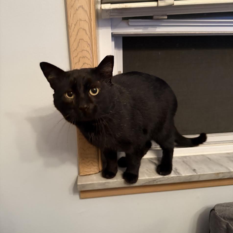 Licorice (Courtesy Listing), a ADOPTABLE Domestic Short Hair in Cleveland Heights, OH image 4/4