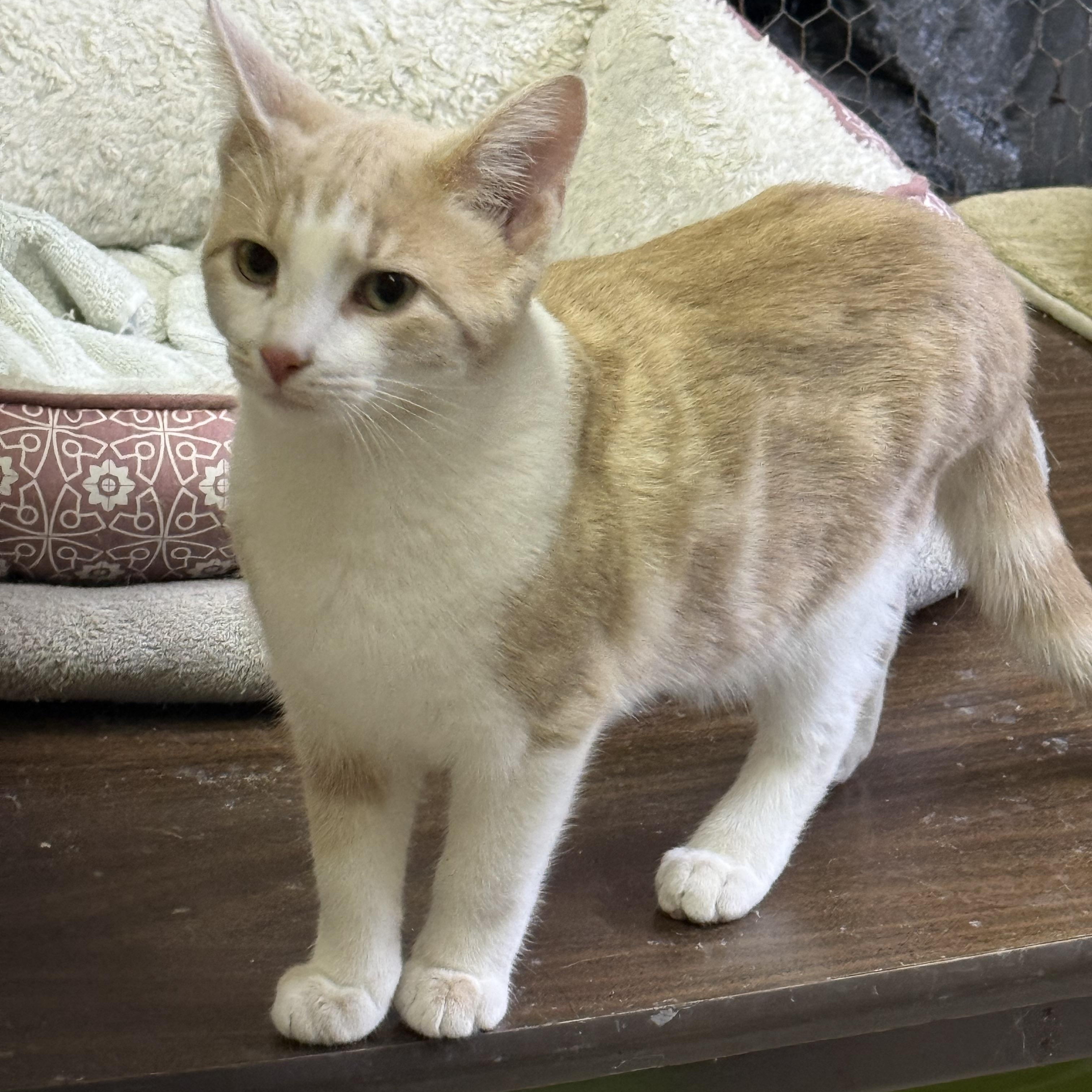 Pekoe, ADOPTABLE, Young Male Domestic Short Hair.