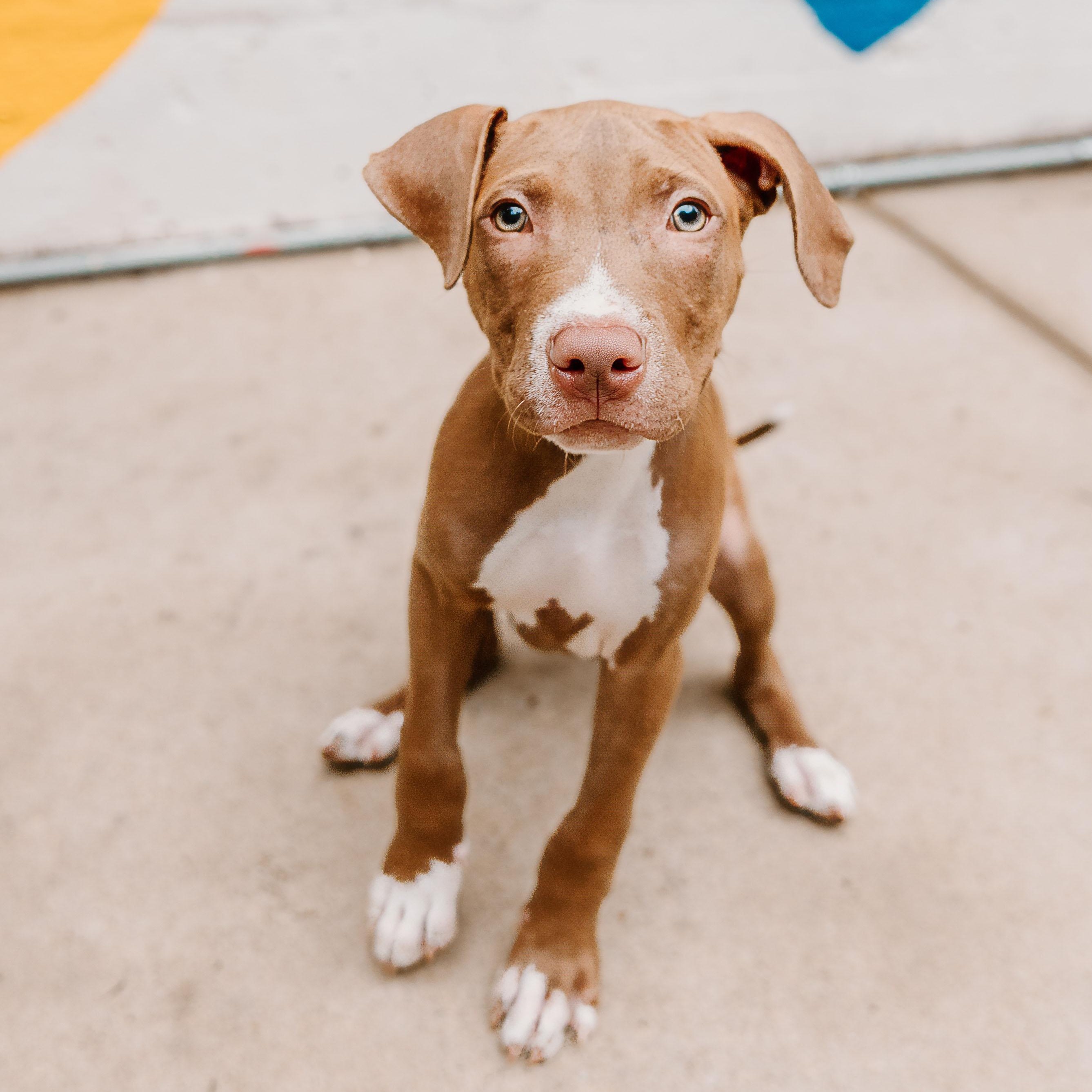 Andy, Adoptable, Puppy Male Labrador Retriever & Pit Bull Terrier.