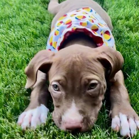 Andy, a Adoptable mixed breed in Rock Hill, SC image 2/3