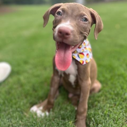 Andy, Adoptable, Puppy Male Labrador Retriever & Pit Bull Terrier.