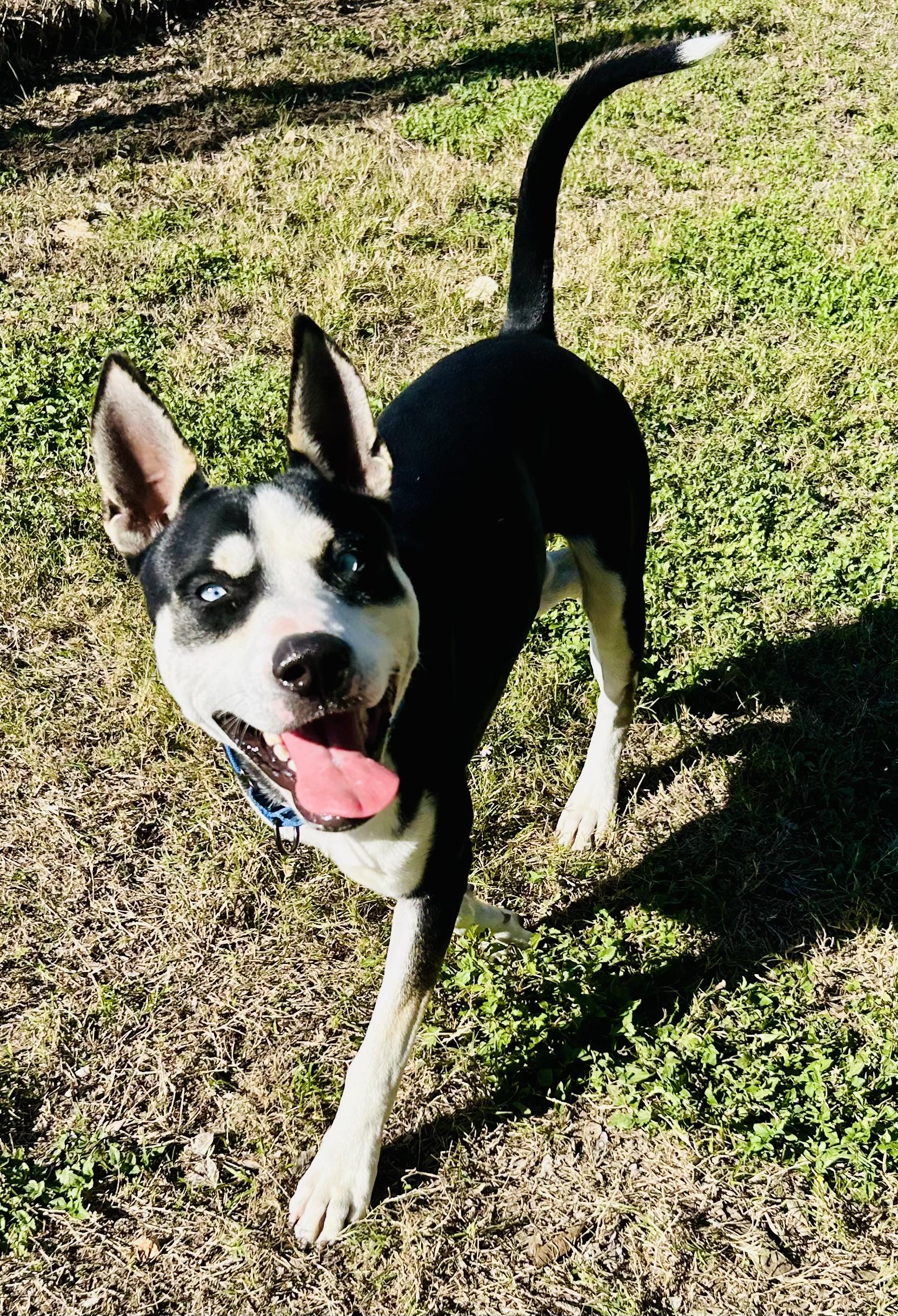 Enlarge Neo, a Adoptable mixed breed in Cibolo, TX image 1/1