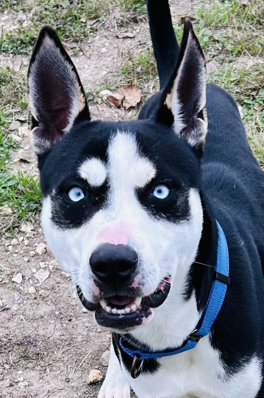 Neo, Adoptable, Young Male Siberian Husky.