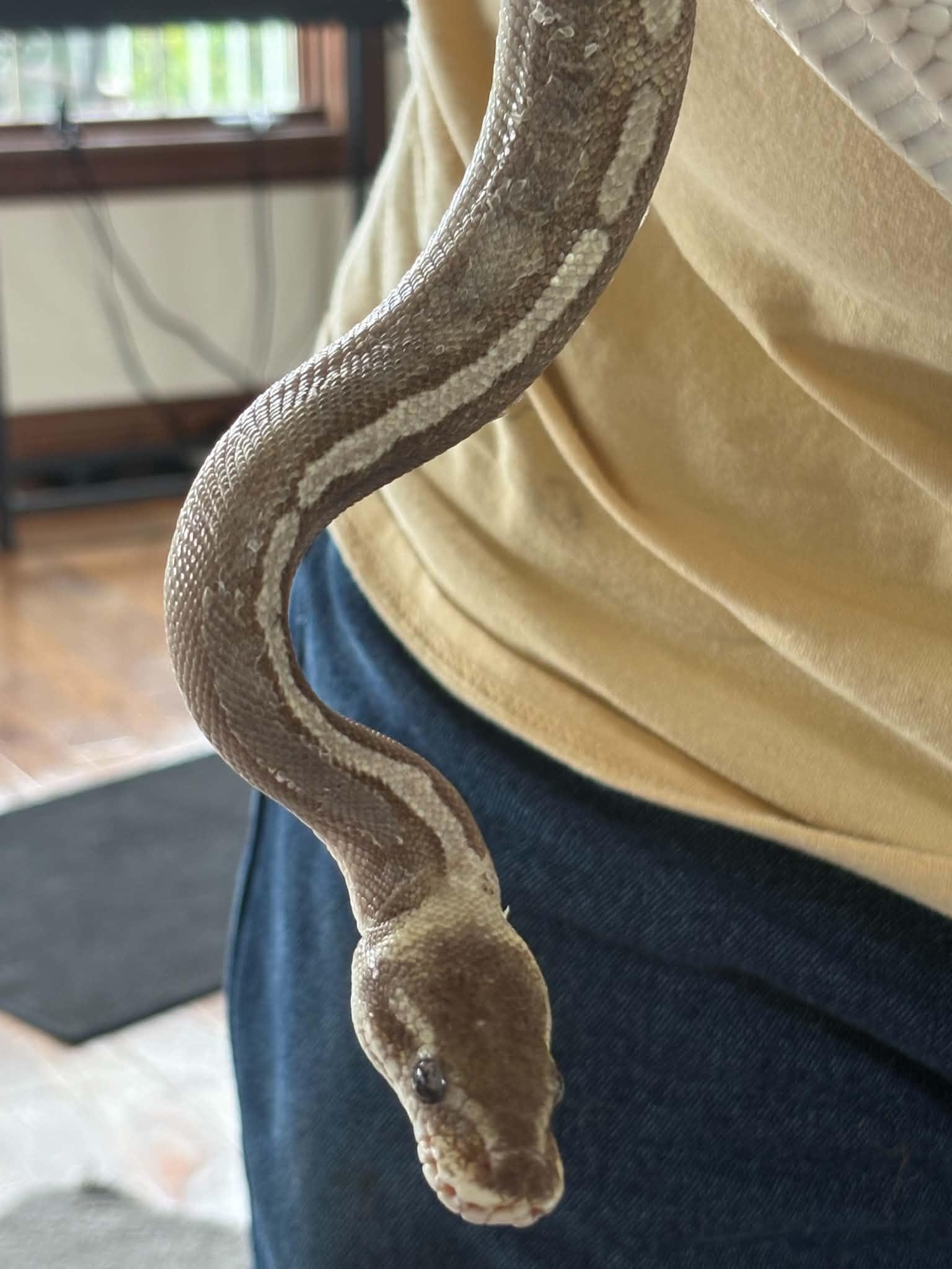 Enlarge Draft, a ADOPTABLE Ball Python in FRANKTON, IN image 4/4