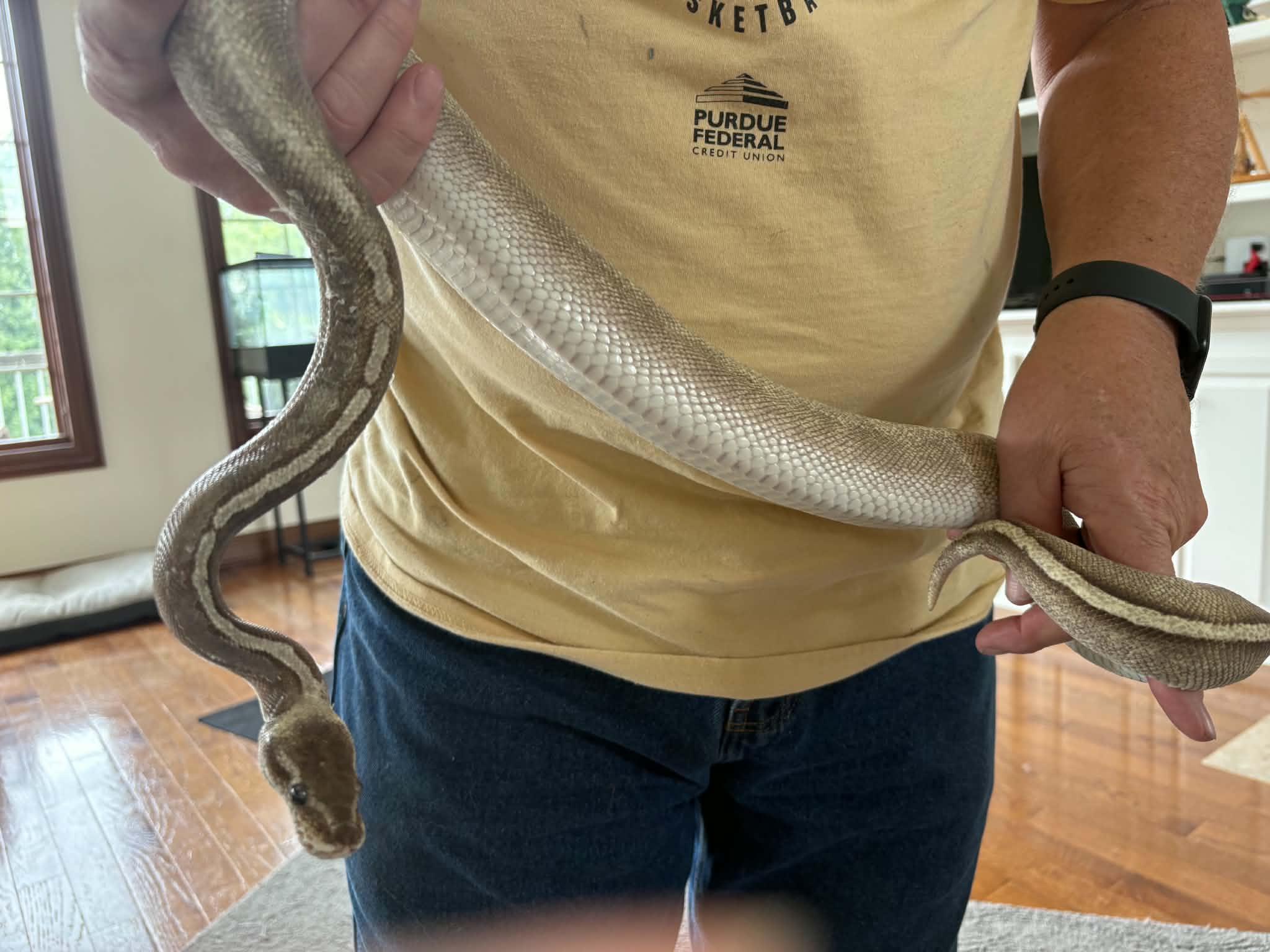 Enlarge Draft, a ADOPTABLE Ball Python in FRANKTON, IN image 3/4