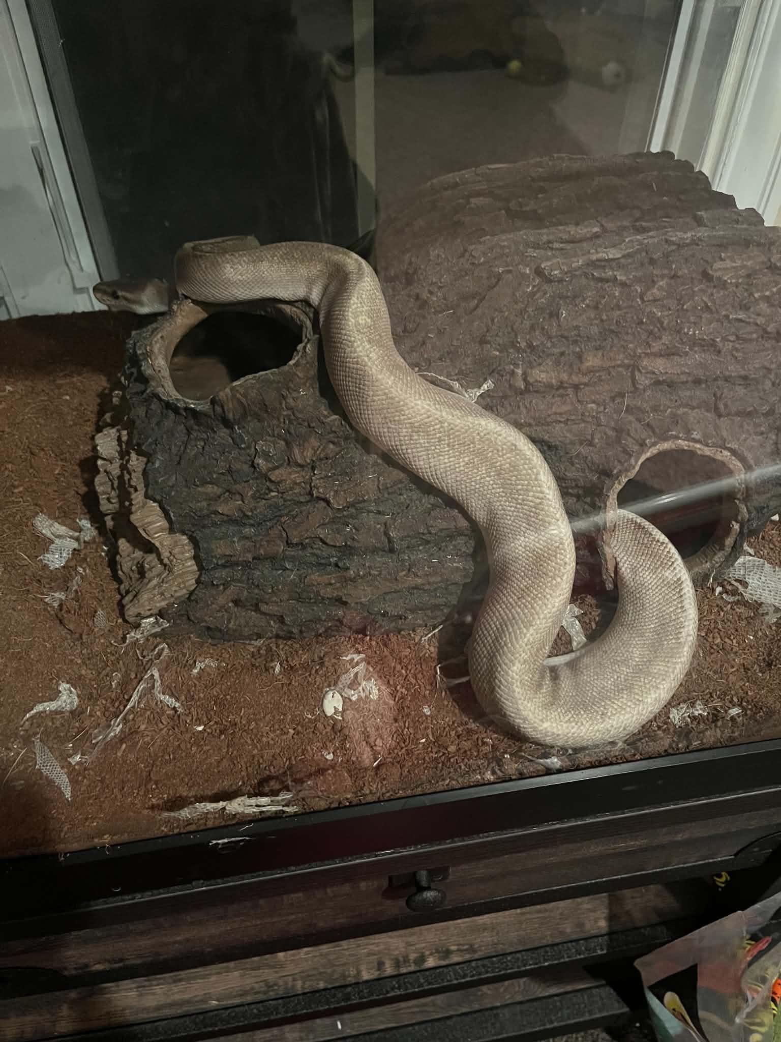 Enlarge Draft, a ADOPTABLE Ball Python in FRANKTON, IN image 2/4
