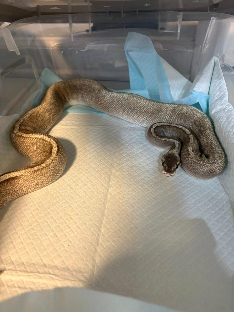 Draft, ADOPTABLE, Adult Male Ball Python.