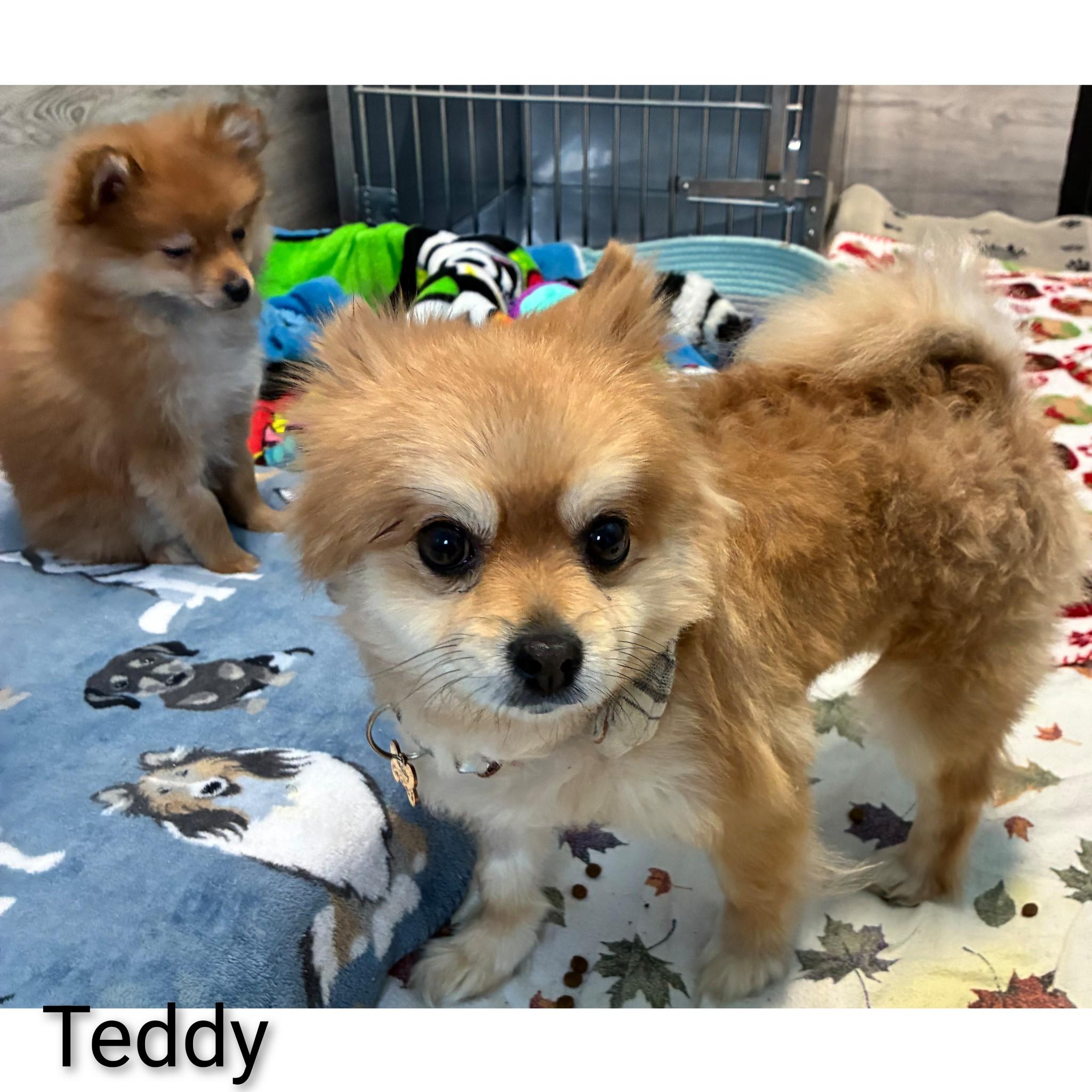 Enlarge Teddy, an adopted Pomeranian in Fredericksburg, VA image 4/6