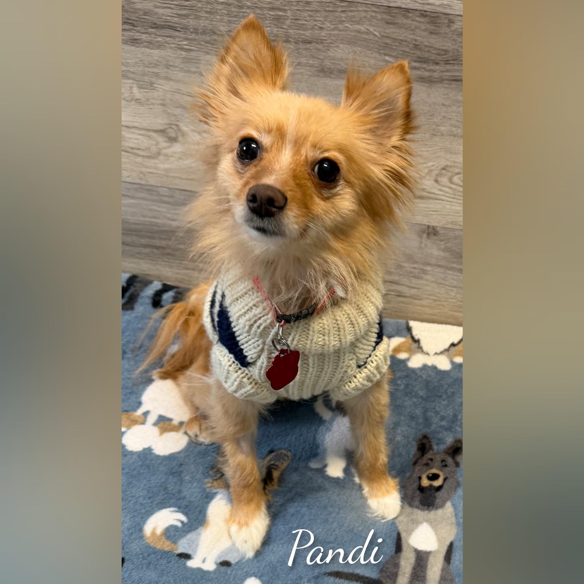 Enlarge Teddy, an adopted Pomeranian in Fredericksburg, VA image 6/6