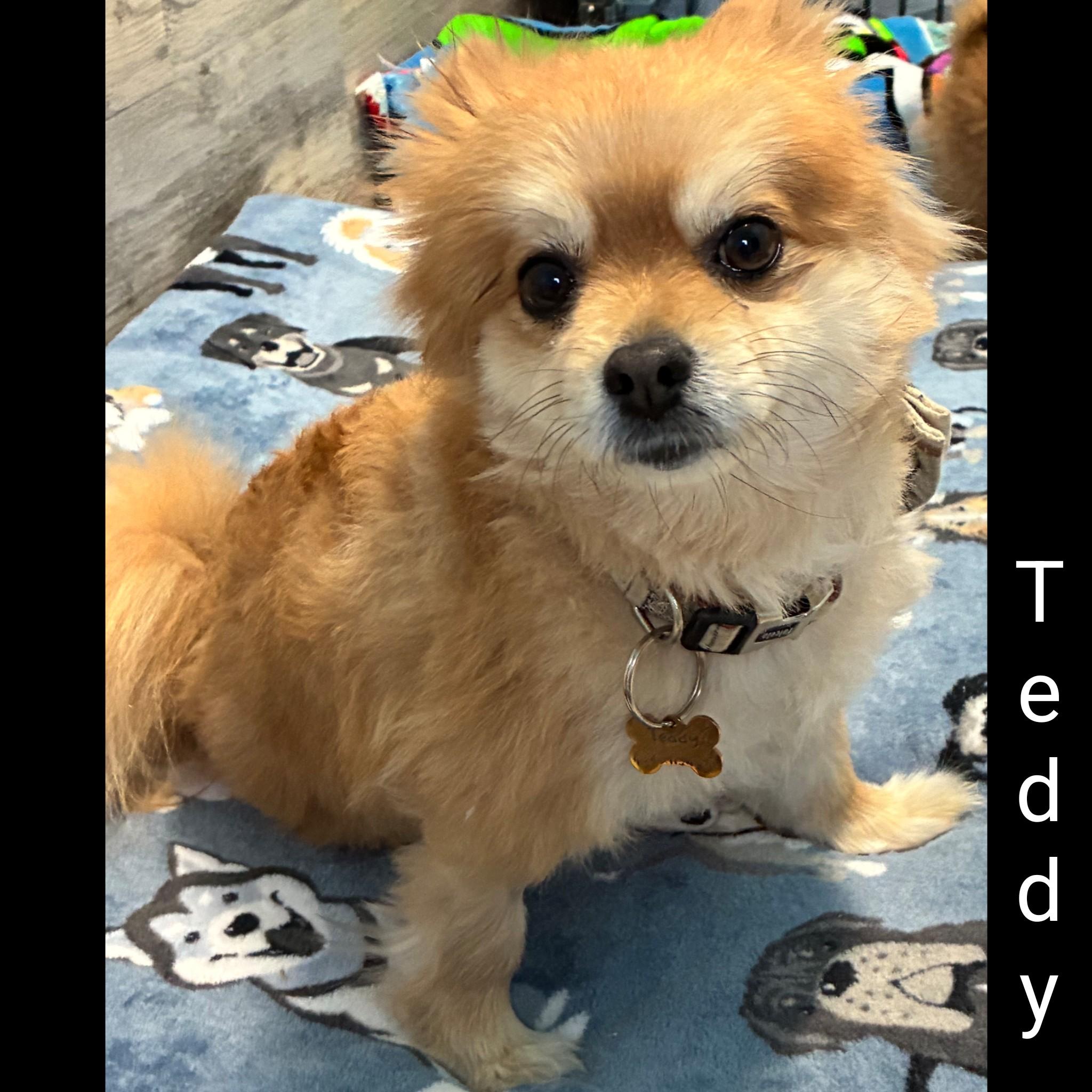 Teddy, adopted, Adult Male Pomeranian.