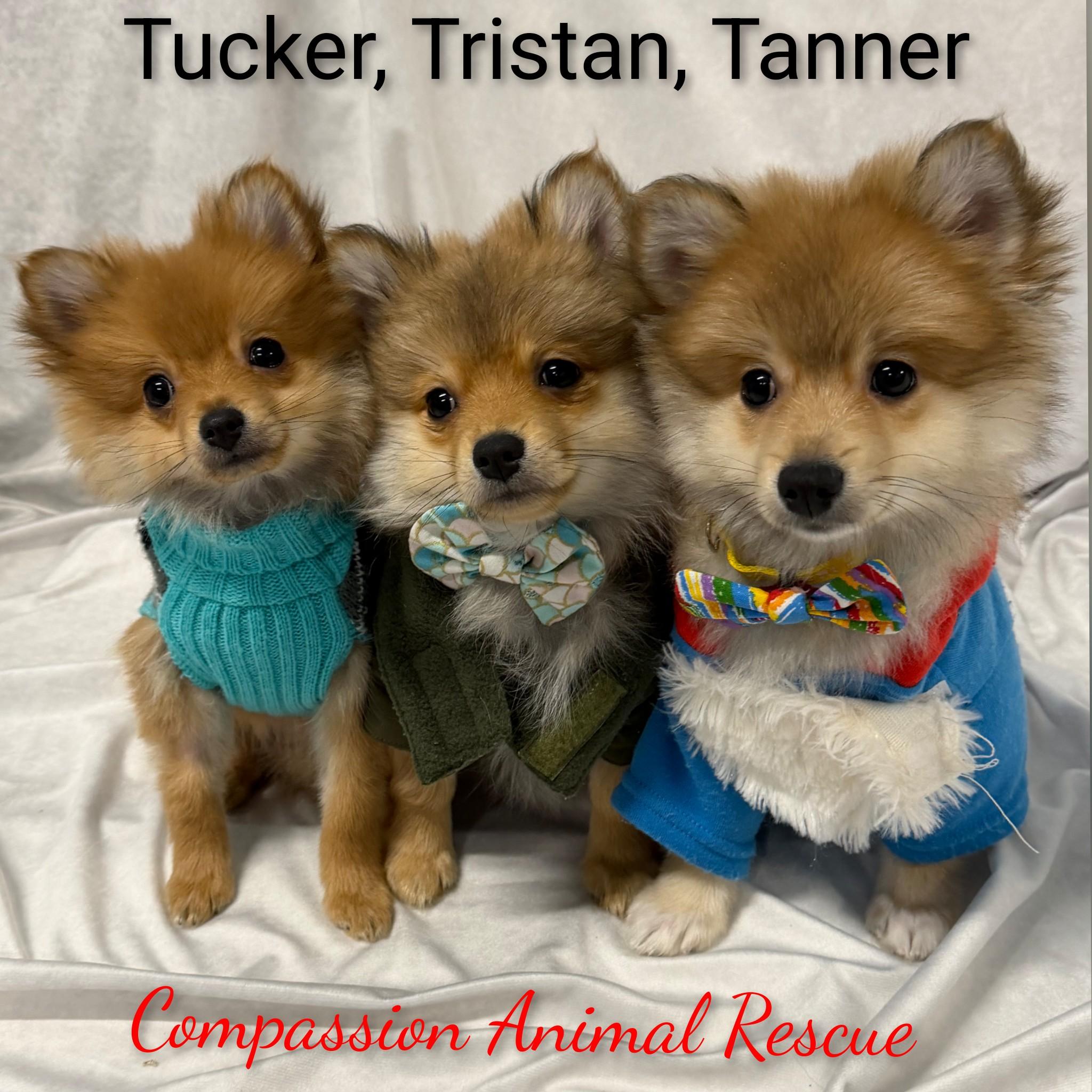 Enlarge Teddy, an adopted Pomeranian in Fredericksburg, VA image 3/6