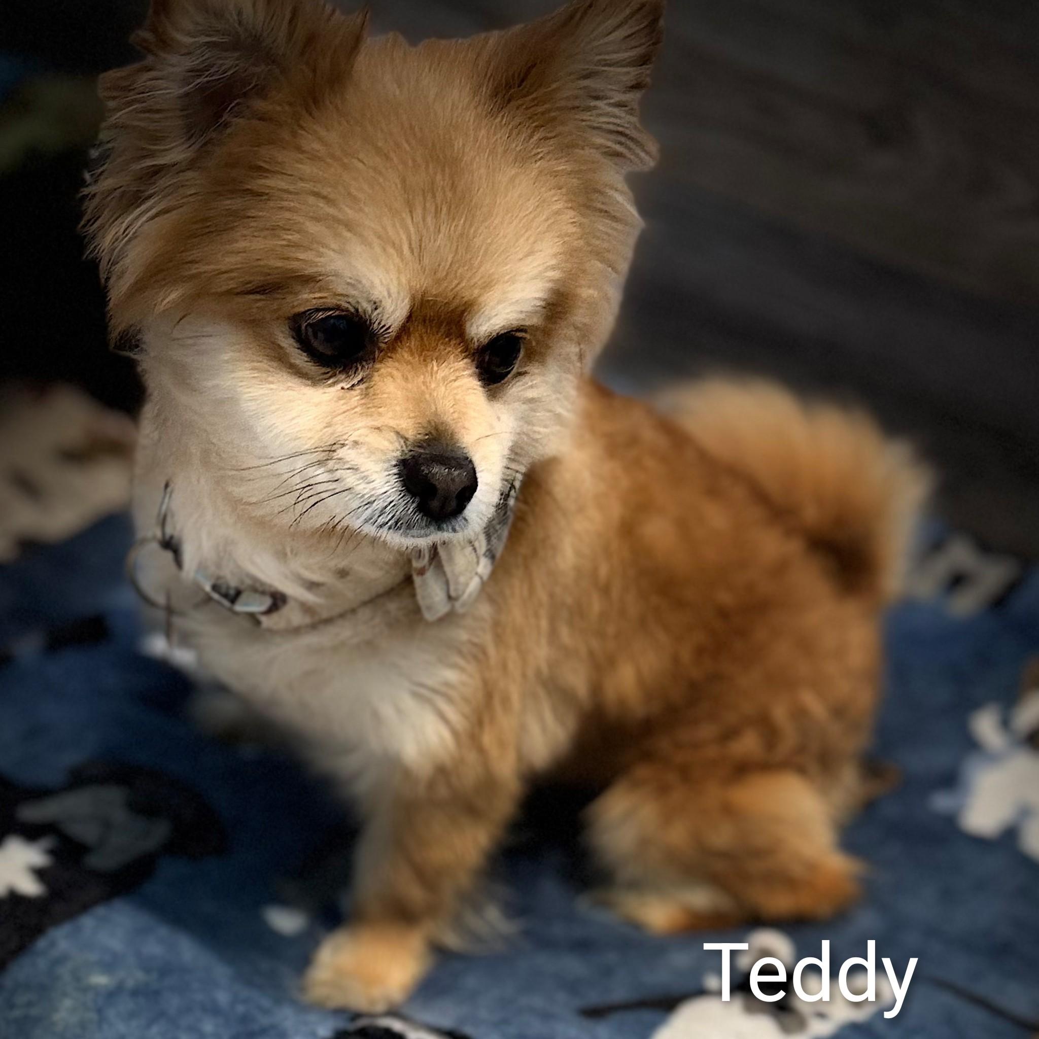 Enlarge Teddy, an adopted Pomeranian in Fredericksburg, VA image 5/6