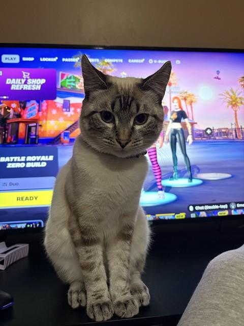 TOBIAS, Adoptable, Young Male Domestic Short Hair.