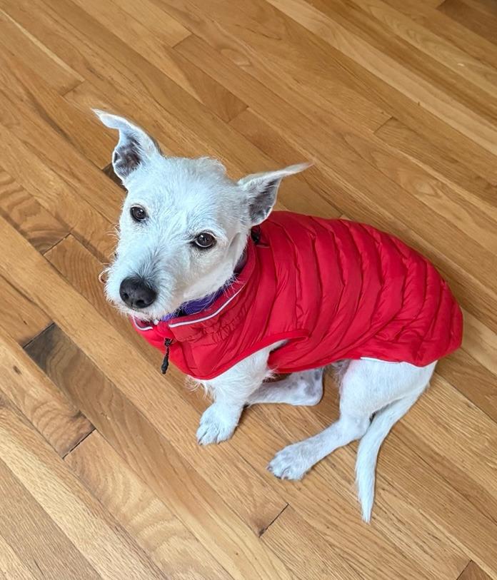 Sally, a Adoptable mixed breed in Olympia, WA image 1/6