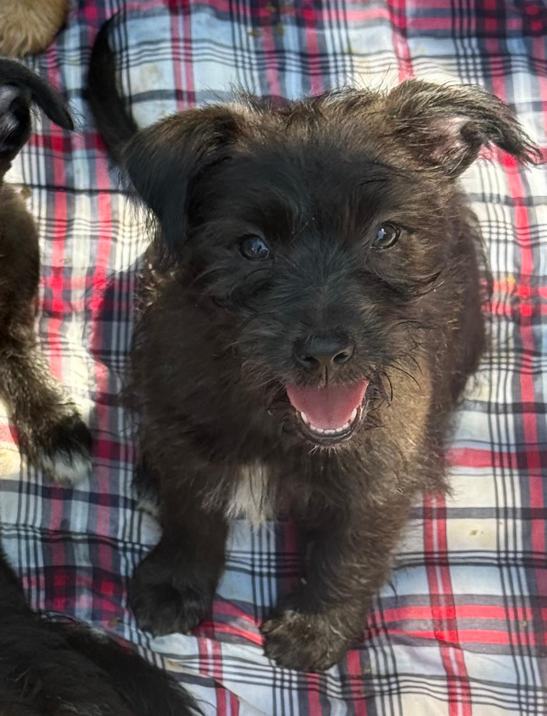 Harvey