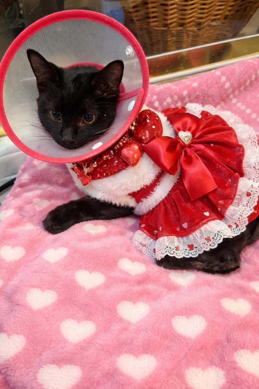 Laurelle, ADOPTABLE, Adult Female Domestic Short Hair.